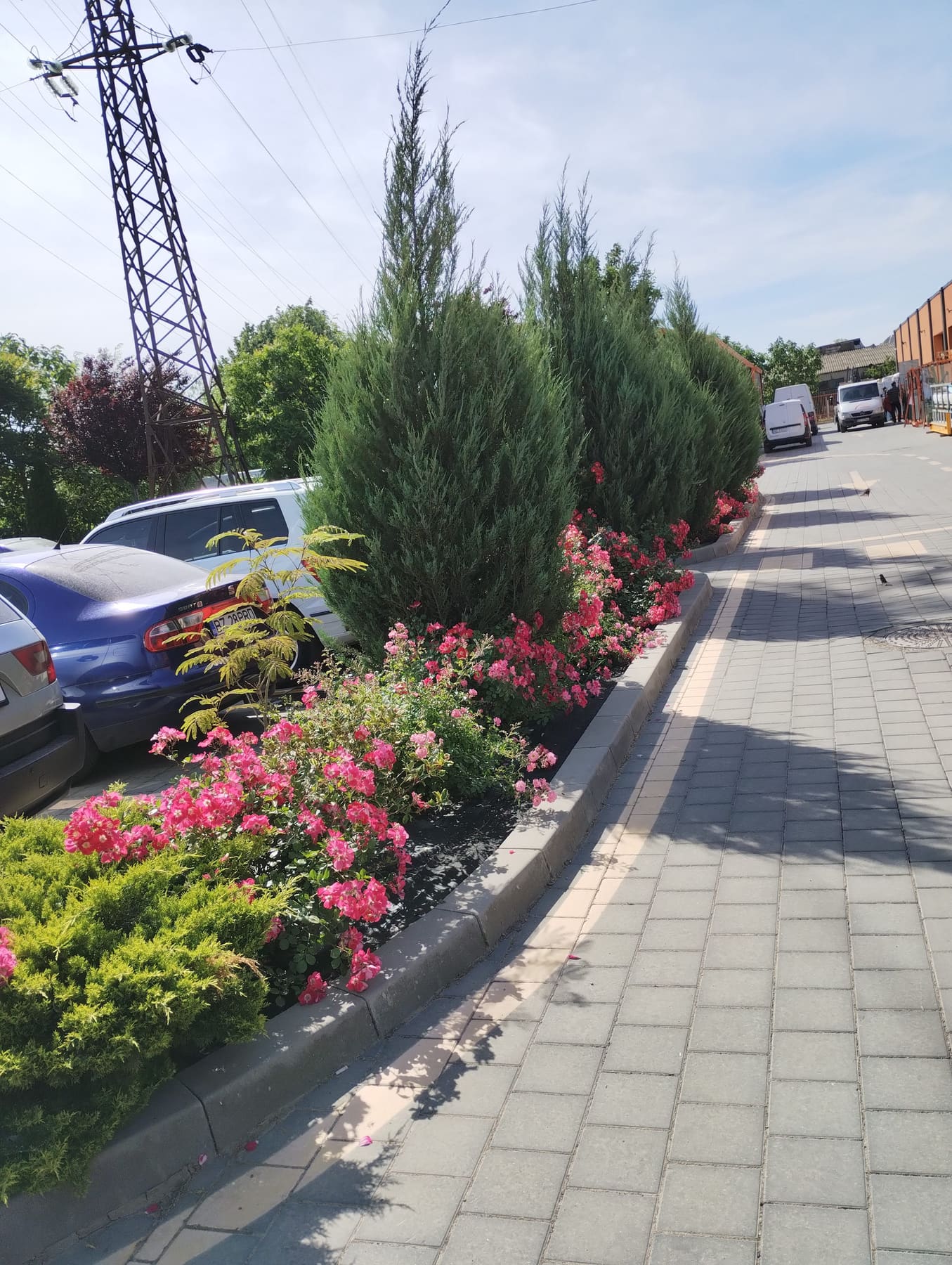 Rond cu trandafiri înfloriți și ienuperi, amenajat de-a lungul unei alei