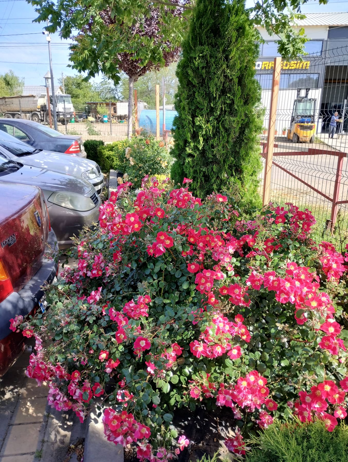 Trandafiri roșii înfloriți lângă o tuia, într-un spațiu amenajat